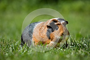 Guinea pig Cavia porcellus photo