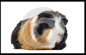 Guinea pig Cavia porcellus, isolated