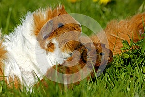 GUINEA PIG cavia porcellus, MOTHER WITH YOUNG