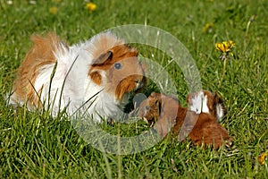 GUINEA PIG cavia porcellus, MOTHER WITH YOUNGS