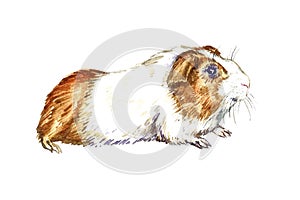 Guinea pig  Cavia porcellus parti-colored side view, hand painted watercolor