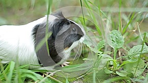 Guinea pig cavia porcellus is a popular household pet.