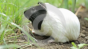 Guinea pig cavia porcellus is a popular household pet.