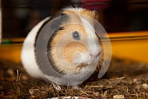 Guinea pig, Cavia porcellus, popular household pet