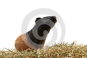 Guinea pig Cavia porcellus is a popular pet. A young tricolor guinea pig stands sideways on hay and looks up on a white