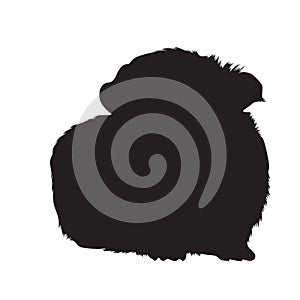 Guinea Pig Cavia porcellus  Sitting On a Front View Silhouette Found In Map Of South Africa