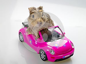 Guinea pig or cavia sitting in pink car
