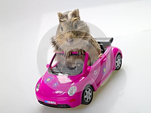 Guinea pig or cavia sitting in pink car