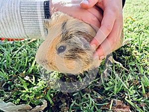 A guinea pig or cavy sitting in a spring field. Boy stroking the genuine pig