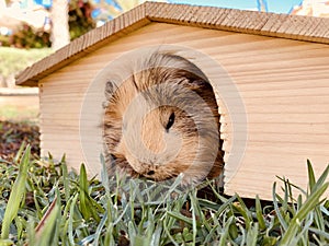 A guinea pig or cavy sitting in wooden small house on the grass