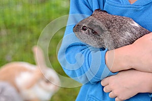 Guinea pig