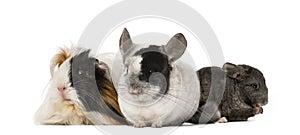 Guinea pig and Chinchillas