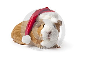 Guinea Pig with Christmas hat