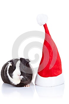 Guinea pig and a christmas hat