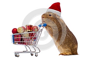 Guinea pig with christmas shopping cart photo