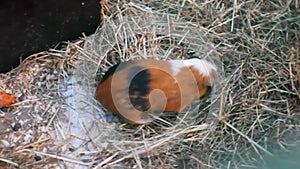 Guinea pig cleans its paw and eats.