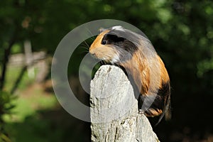 Guinea pig climbing photo