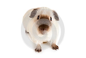 Guinea pig close-up