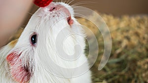 Guinea pig close up. Guinea pig sits in its aviary