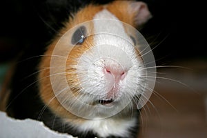 Guinea Pig Closeup