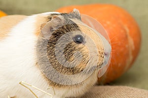 Guinea pig closeup