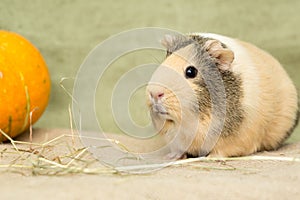 Guinea pig closeup