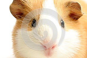 Guinea pig closeup over white
