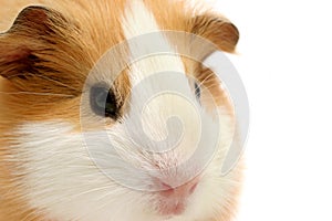 Guinea pig closeup over white