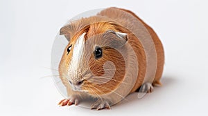 guinea pig closeup shot over white. Generative Ai