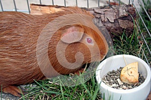 Guinea-pig or cobaye.