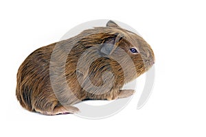 Guinea pig cub isolated over white background photo