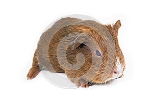 Guinea pig cub isolated over white background photo