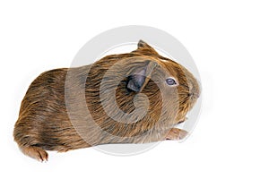 Guinea pig cub isolated over white background photo