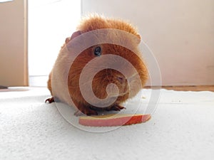 Guinea pig pet on his blanket photo