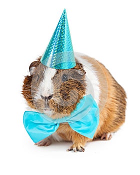 Guinea Pig Dressed For Birthday Party photo