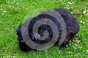 Guinea pig eating animal mammal nice pet