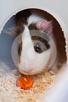 Guinea pig eating in a cage