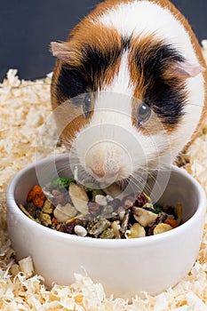 Guinea pig eating food closeup