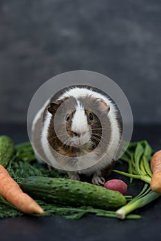 Un cerdo comer fresco verduras 