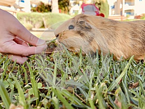 Guinea pig eating grass from boy`s hand