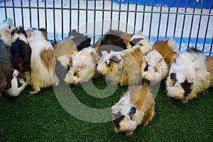 Guinea pig eating green grass in the Zoo