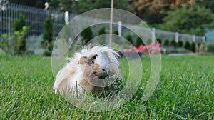 guinea pig eating a leaf in the garden.