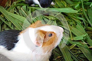 A guinea pig eating some food