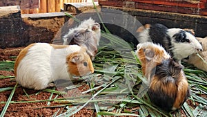 A group of guinea pig eating some food
