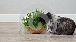 guinea pig eating sprouts of fresh young wheat greens