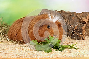 Guinea pig eating vegetables