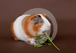 Guinea-pig is eating verdure