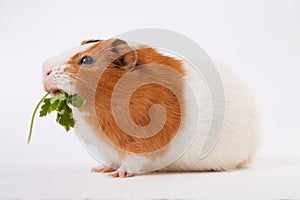 Guinea-pig is eating verdure