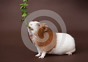 Guinea-pig is eating verdure