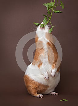 Guinea-pig is eating verdure standing on back foots